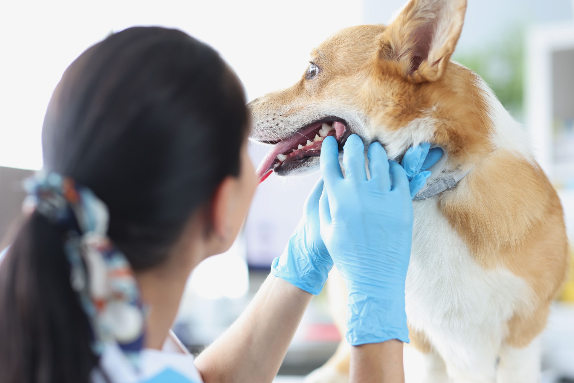 Doctor veterinarian in gloves conducting medical examination of dog teeth